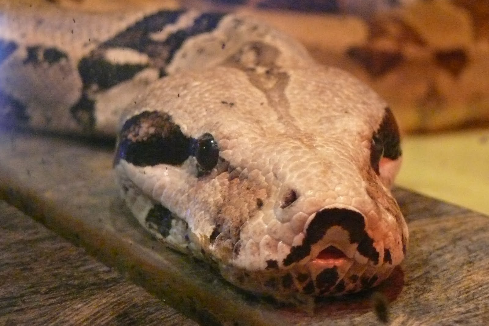 Chirp & Chatter: Get Wrapped Up in Book for Our Boa!