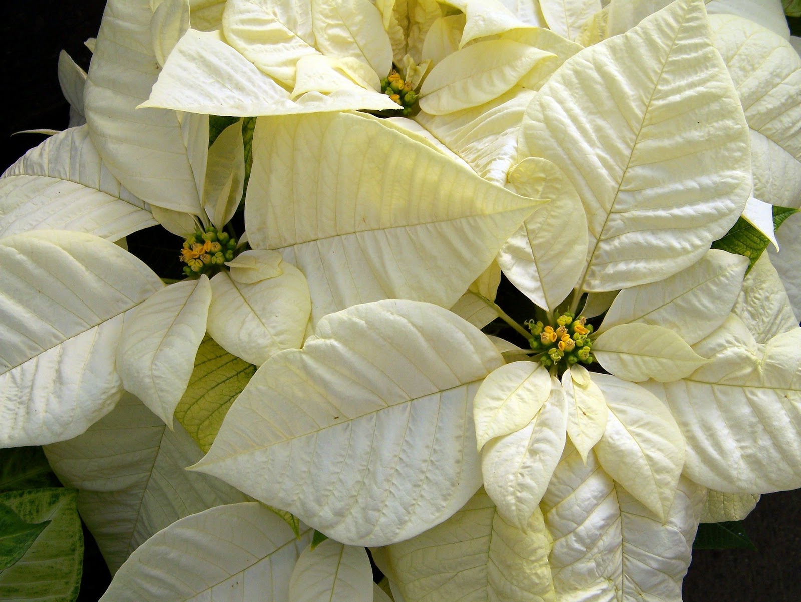 Flor de Nochebuena (Euphorbia pulcherrima)