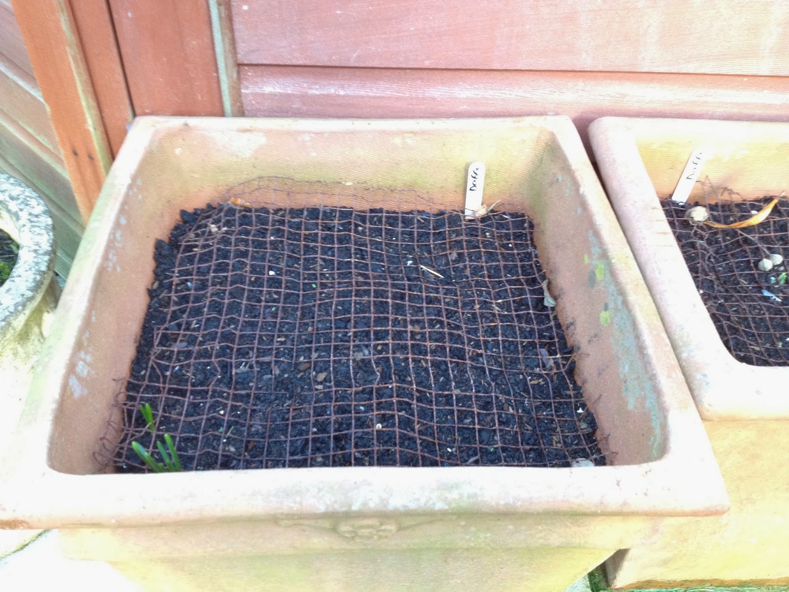 Planting bulbs protect from squirrels