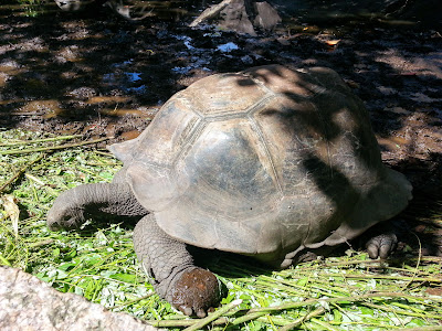 Riesenschildkröten-Gehege auf La Digue