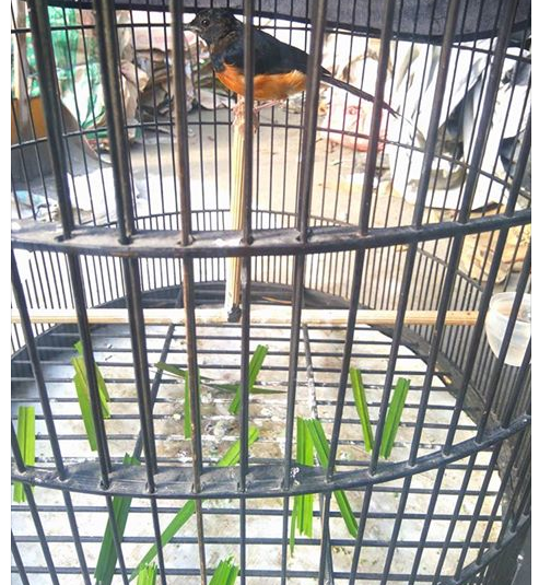 Manfaat Pemberian Daun Pandan Pada Burung Murai Trotol Kicau