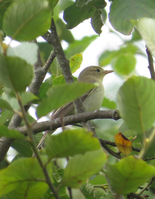 Icterine Warbler - St Marys, Scilly