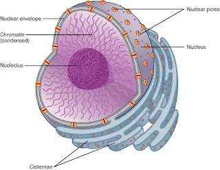 struktur nuklues (inti sel)