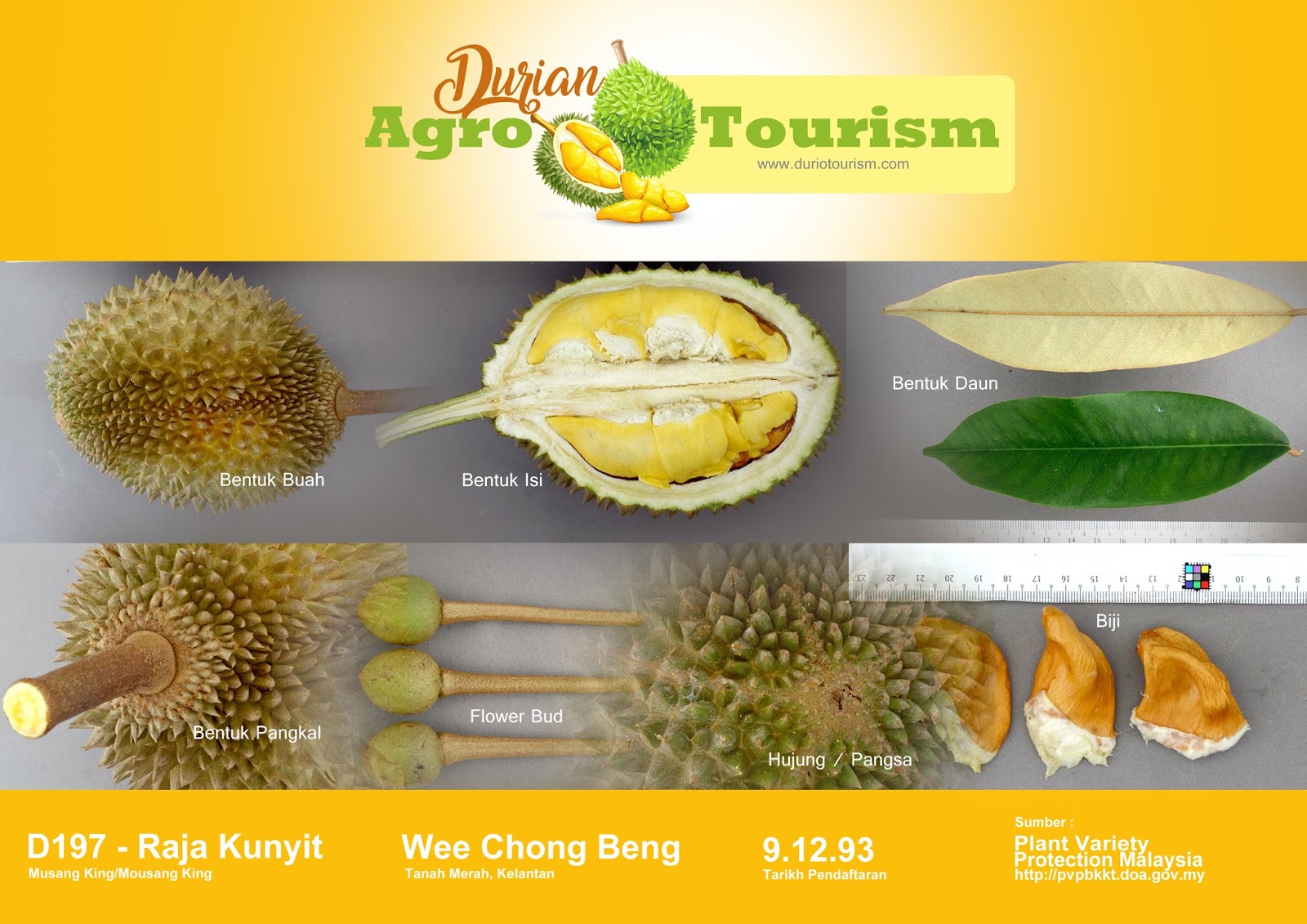 Isi durian musang king