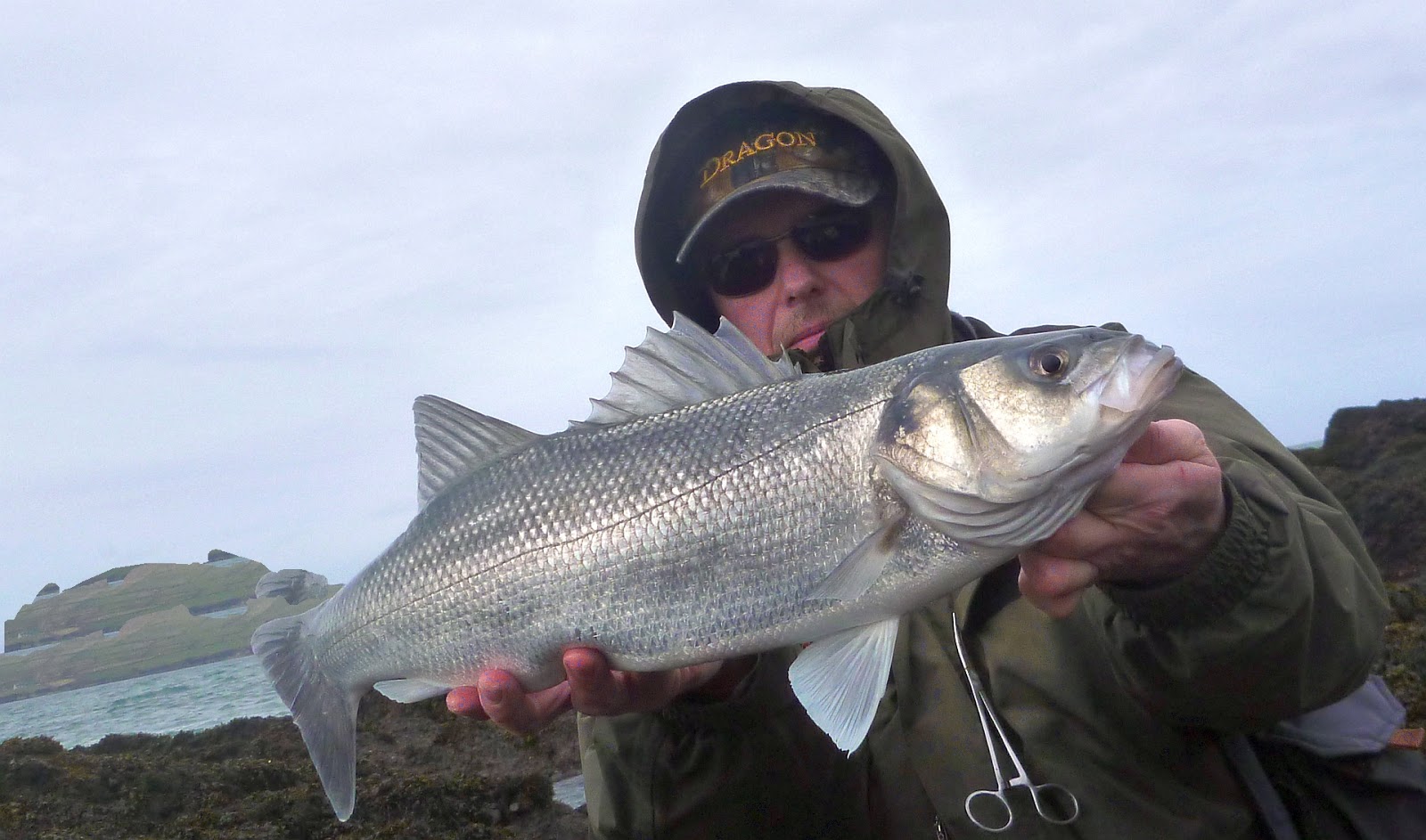 Sea Bass Hunting Sea Bass were everywhere !!! 2324.03.2016