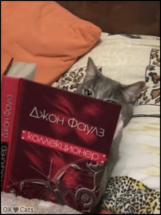 Funny Cat GIF • When your clever Cat reads your book in your bed haha. Guess who is the boss at home? [ok-cats-site.com]