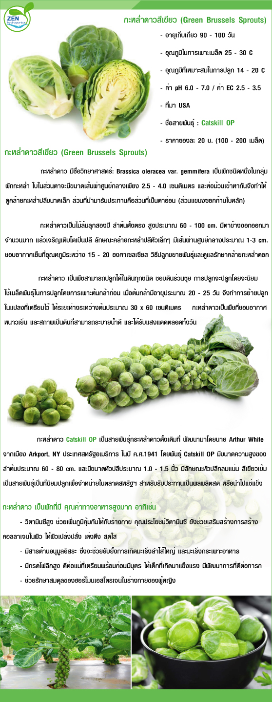 ZEN HYDROPONICS กะหล่ำดาวสีเขียว (Green Brussels Sprouts)