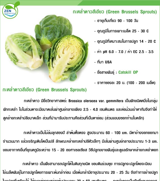 ZEN HYDROPONICS กะหล่ำดาวสีเขียว (Green Brussels Sprouts)
