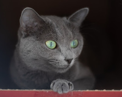 alt="gato azul ruso adulto con sus caracteristicos ojos verdes"