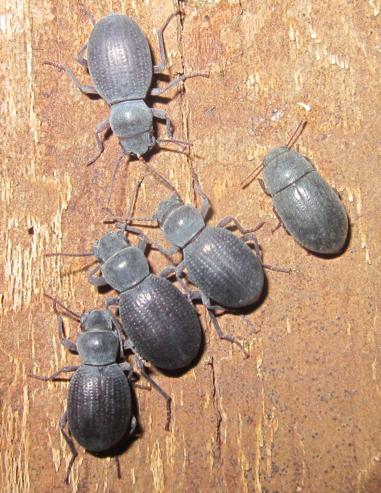 Triorophus%252318.JPG
