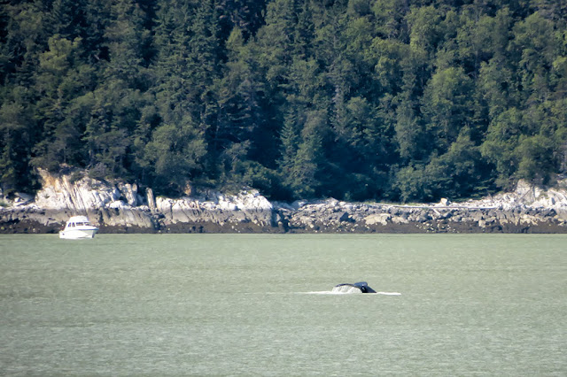 Whale tail in Skagway, Alaska