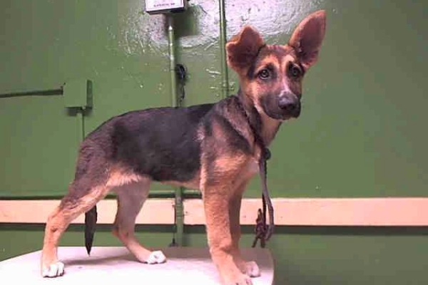 3 month old gsd puppy