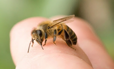 Trị đau khớp bằng nọc ong