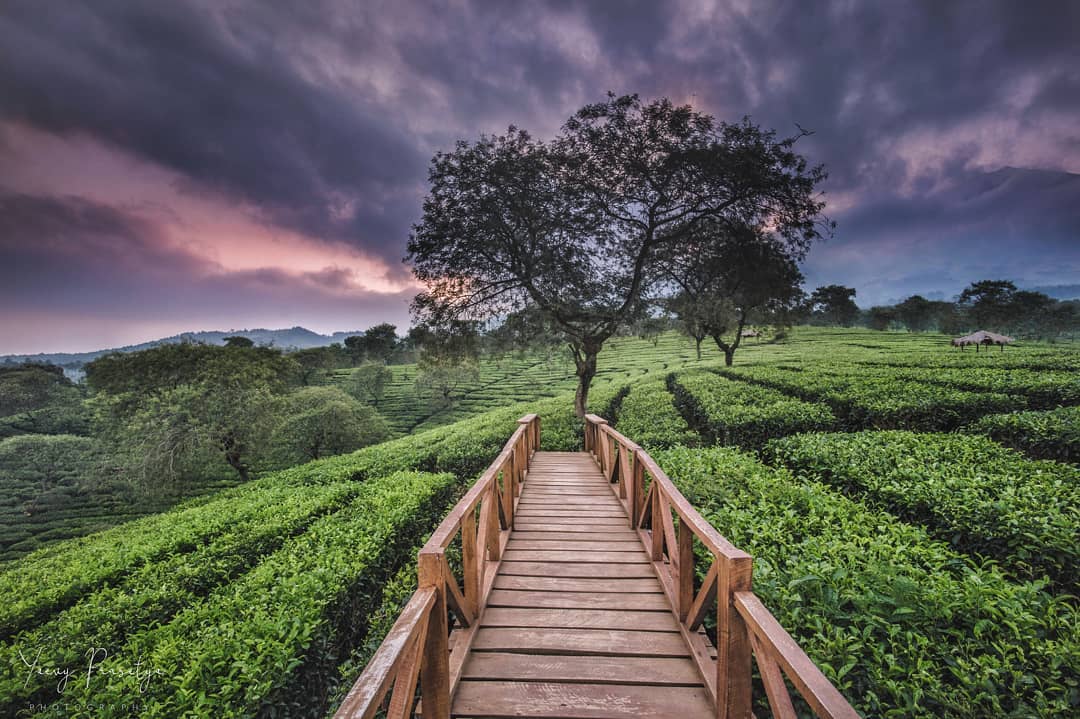 Tempat Wisata Kebun Teh Wonosari Malang