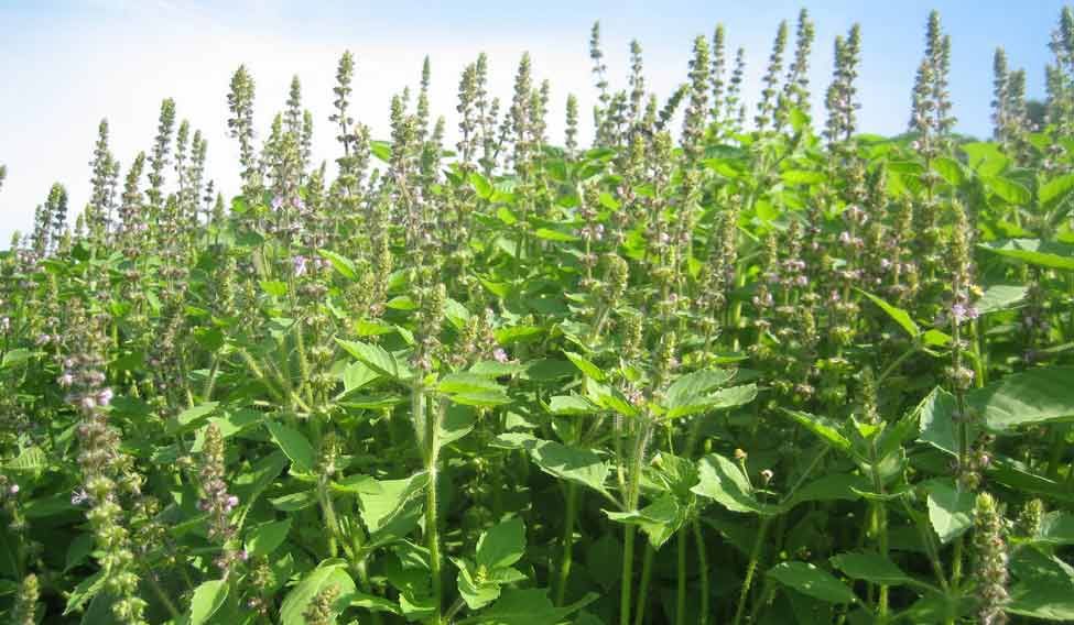 Tulsi (Basil) plant and Hindu worship some facts Navrang India