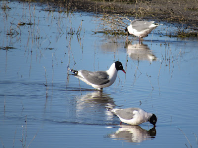 Lower Klamath National Wildlife Refuge