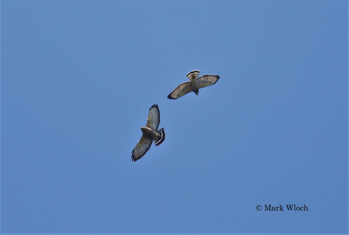 Mostly Birds (but not always) Kettle Up and Be Counted BroadWinged