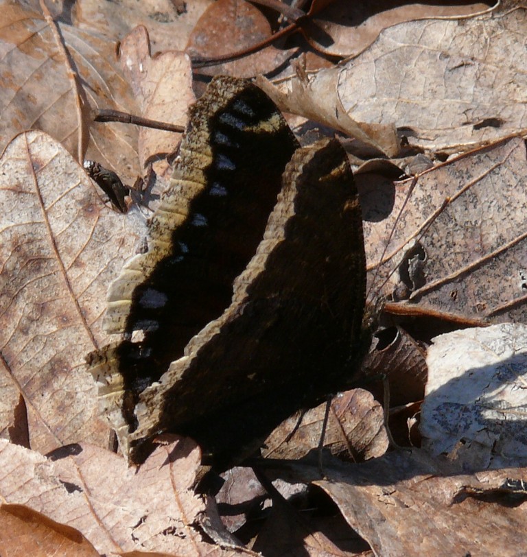 Ohio Birds and Biodiversity First butterflies of spring