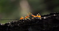 soñar con hormigas soñar con hormigas