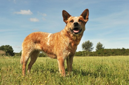 Australian-Cattle-Dog-Red
