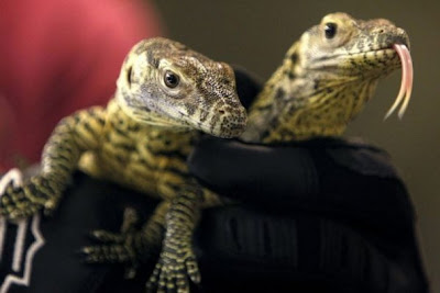 KOMODO DRAGON FACTS |The Garden of Eaden