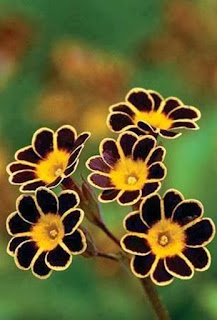flores-primulas-de-petalos-marrones