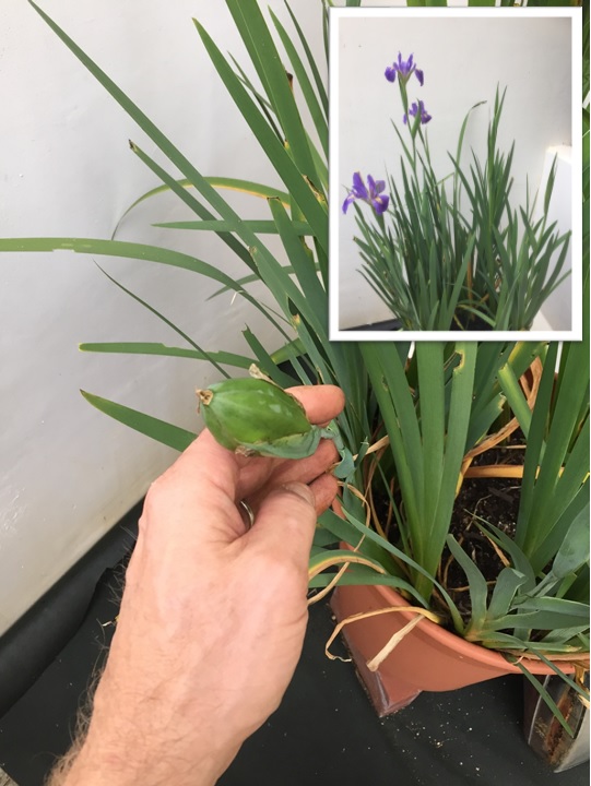 Okinawa Gardener Iris Flower (Seed Pod)