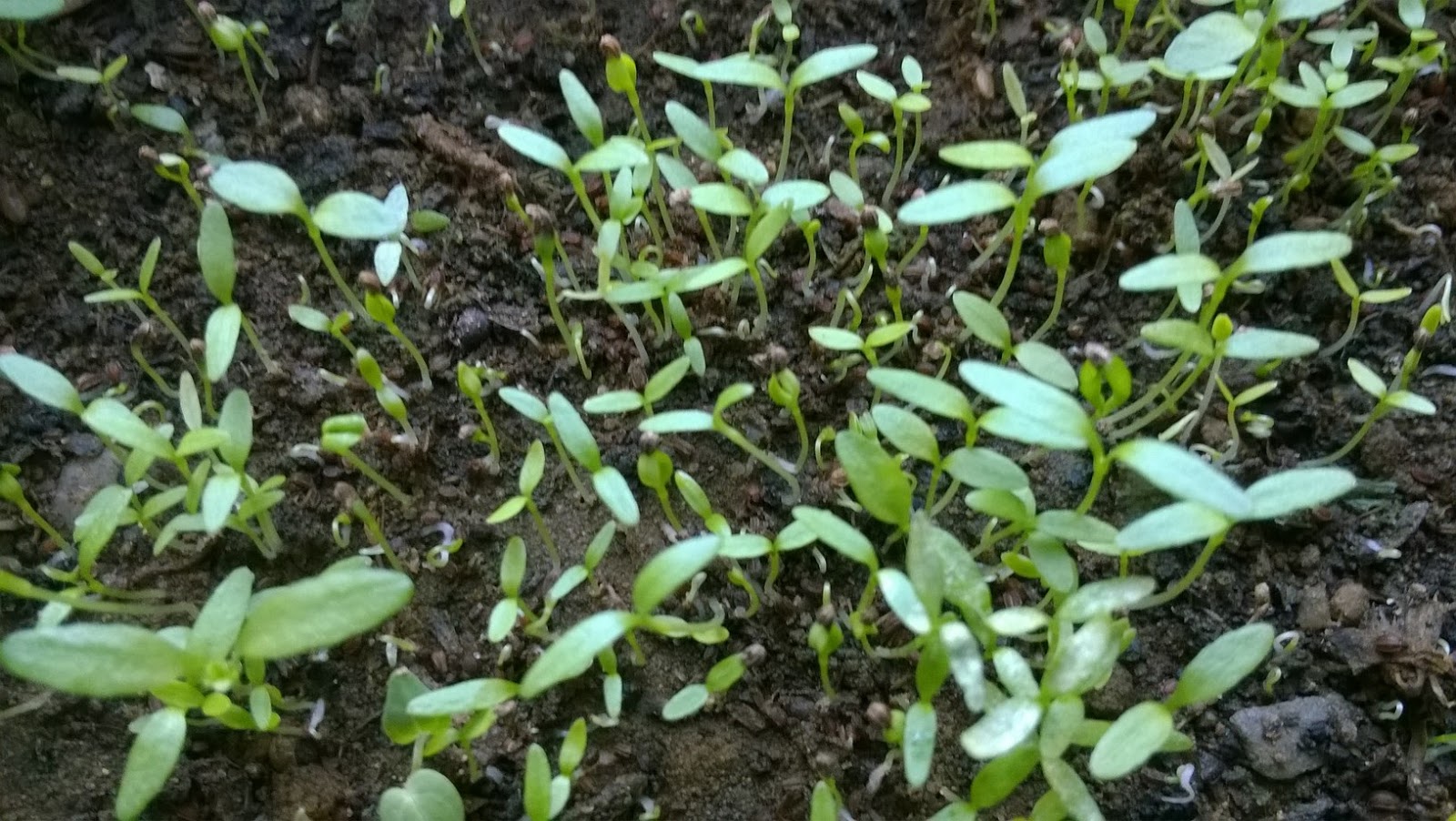 How To Grow Celery From Seeds