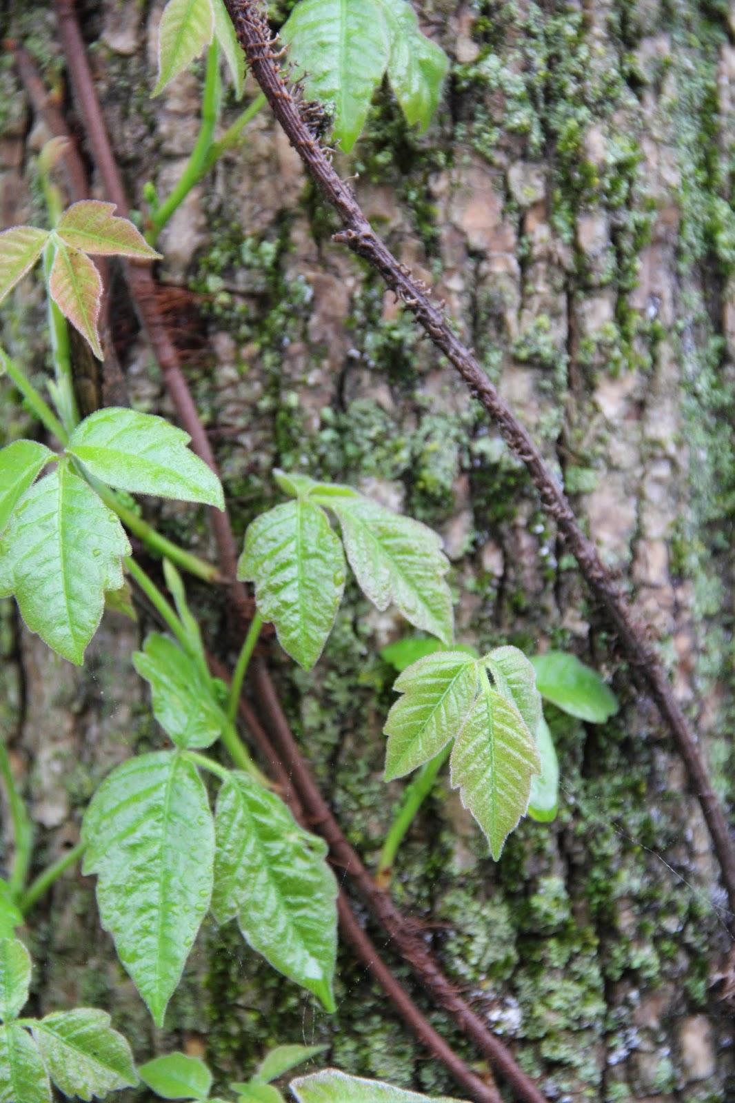 Ипритка растение на курилах. Ипритка растение шикотан. Ипритка курильская. Ипритка кунашир. Ипритка курильская.