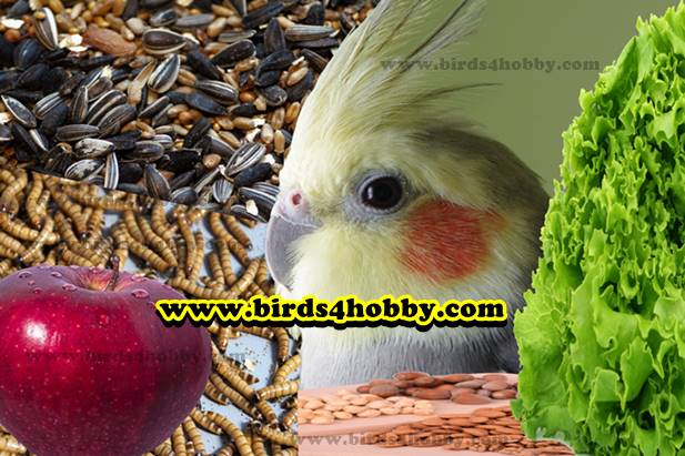 غذاء طيور الحب هو الكوكاتيل أو الكروان