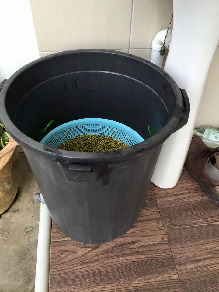 Peluang Usaha : Budidaya Tauge / Toge / Kecambah Rumahan - Blog Ridhan