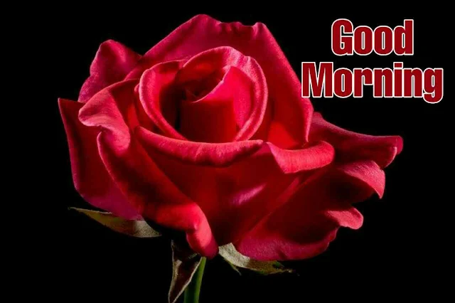 Good morning images with rose flower