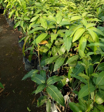 jual bibit buah mangga import bang khla super murah Ampek Angkek