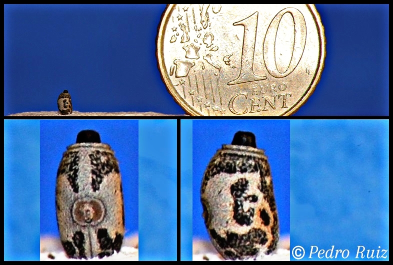 Huevo de Medauroidea extradentata Huevo de Medauroidea extradentata