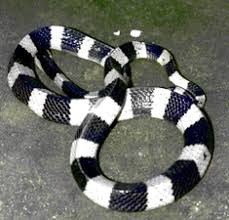 Kreasi Lisma Ular Weling Dan Ular Welang