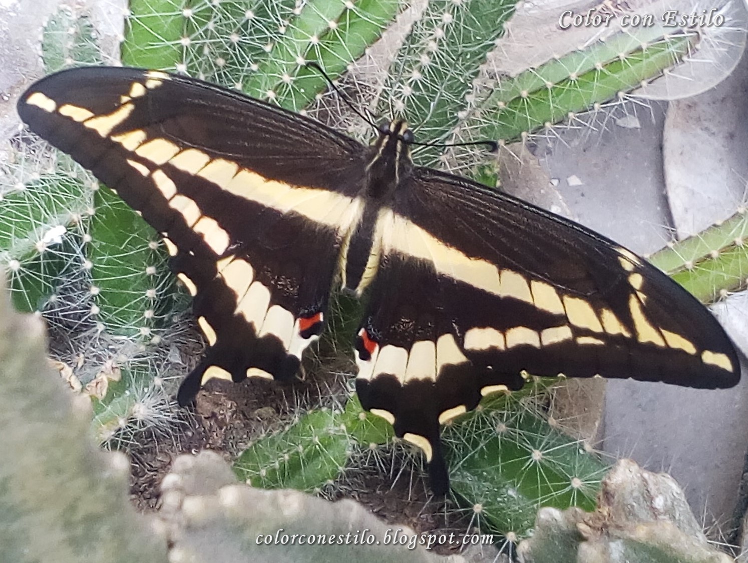 Mariposa sobre un cactus