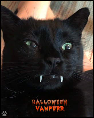 Cat GIF with caption • That awkward moment when you realize that your cat is a...VAMPURR!