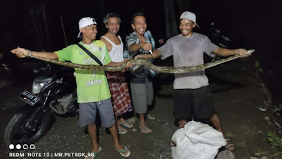 Kembali Gegerkan Kalijering, Warga Temukan Seekor Ular Pyton di Rumah Warga