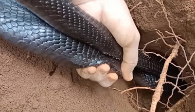 Panen ular kobra Jawa di satu lubang