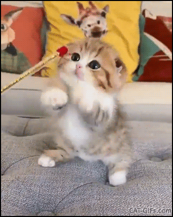 Cute Kitten GIF • Adorable Munchkin Scottish fold kitty playing with her new toy, standing up trying to catch it Cute Kitten GIF • Adorable Munchkin Scottish fold kitty playing with her new toy, standing up trying to catch it