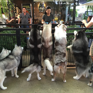 husky snack time