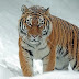 The biggest cat in the world and here are the top 10