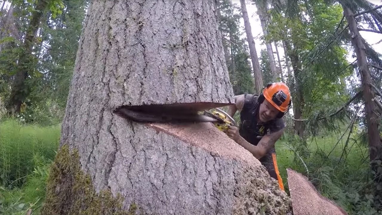 How to Hire the Most Suitable Service for Tree Cutting in West