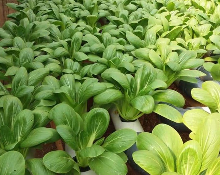 Ketahui 5 cara menanam pakcoy hidroponik, dijamin berhasil! Seputar