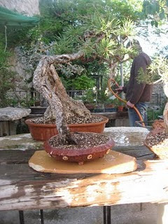 BONSAI arte y filosofía: Macetas construidas para sus arboles