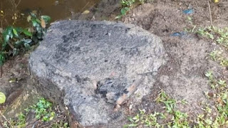 জগন্নাথপুরে তিন লাখ টাকা মূল্যের ৭টি সরকারি গাছ ‘কেটে’ নিলেন যুবলীগ নেতা জগন্নাথপুরে তিন লাখ টাকা মূল্যের ৭টি সরকারি গাছ ‘কেটে’ নিলেন যুবলীগ নেতা