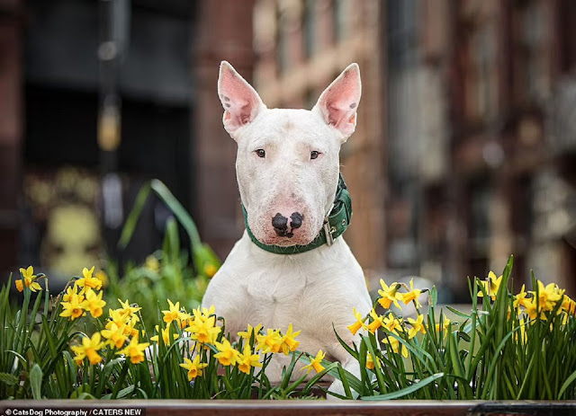 Фотограф Cat Race: собаки и цветы