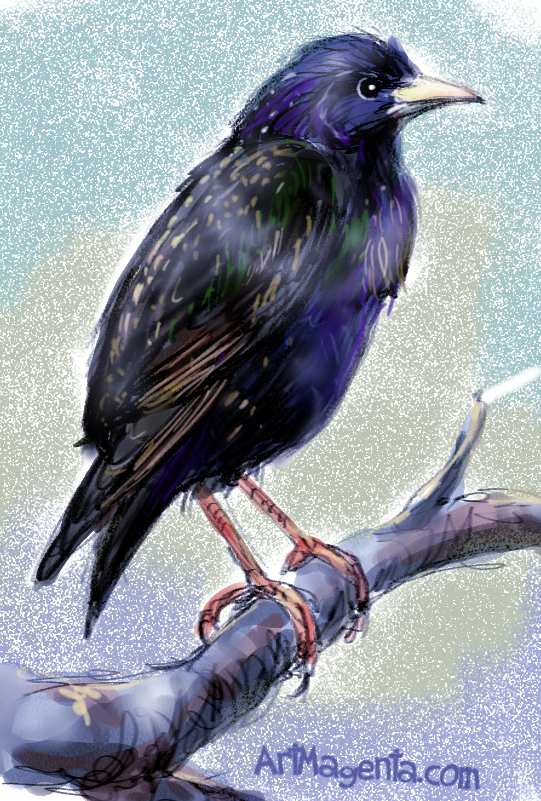 A starling sketch painting. Bird art drawing by illustrator Artmagenta