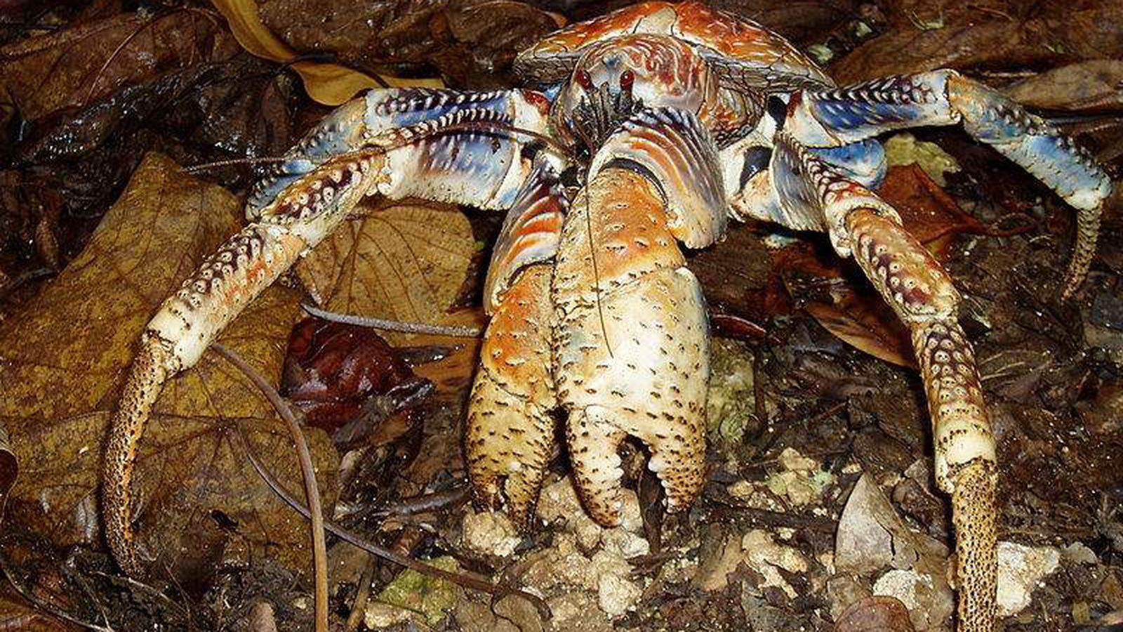 Where does the Coconut crab live? Is coconut crab edible?