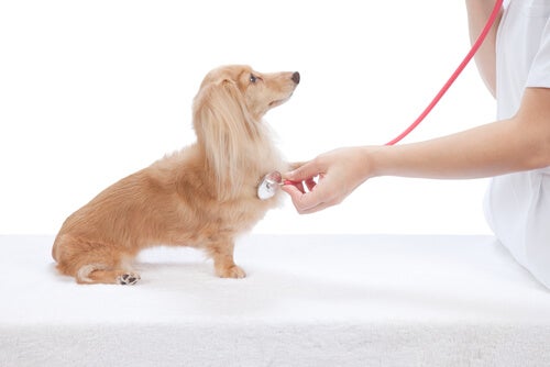 Exames de rotina em cachorros